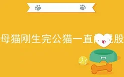 母猫刚生完公猫一直闻屁股