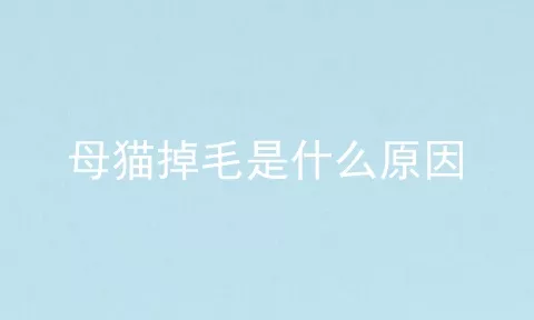 母猫掉毛是什么原因