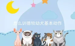 怎么训德牧幼犬基本动作