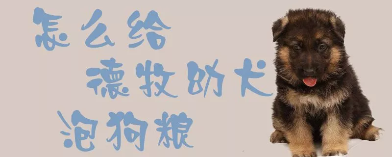 怎么给德牧幼犬泡狗粮1