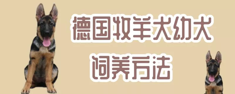 德国牧羊犬幼犬饲养方法