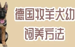 德国牧羊犬幼犬饲养方法