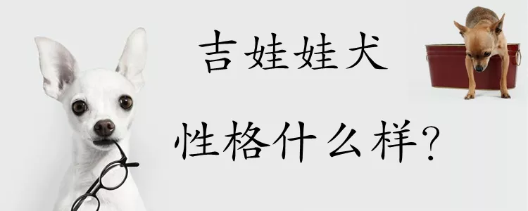 吉娃娃犬性格什么样