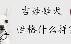 吉娃娃犬性格什么样