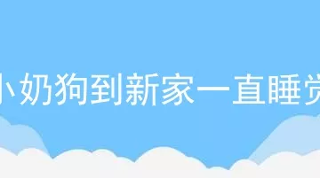 小奶狗到新家一直睡觉