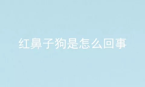 红鼻子狗是怎么回事