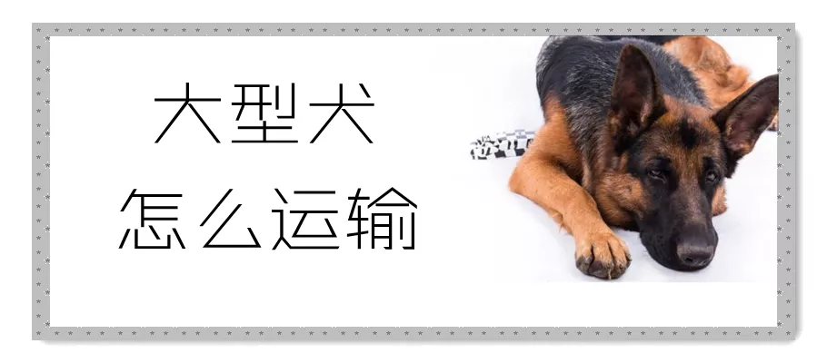 大型犬怎么运输