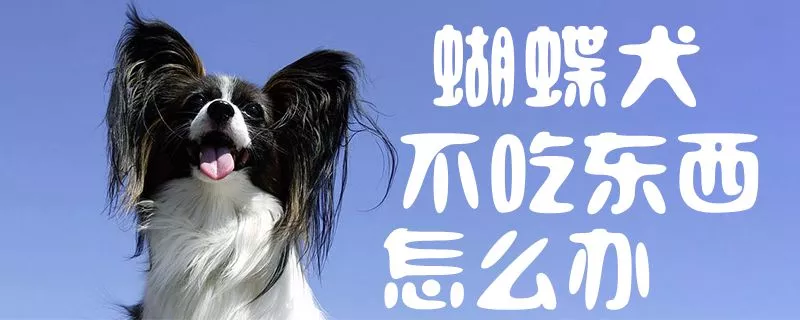 蝴蝶犬不吃东西怎么办