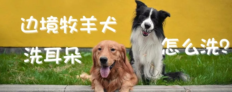 边境牧羊犬洗耳朵怎么洗