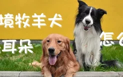 边境牧羊犬洗耳朵怎么洗