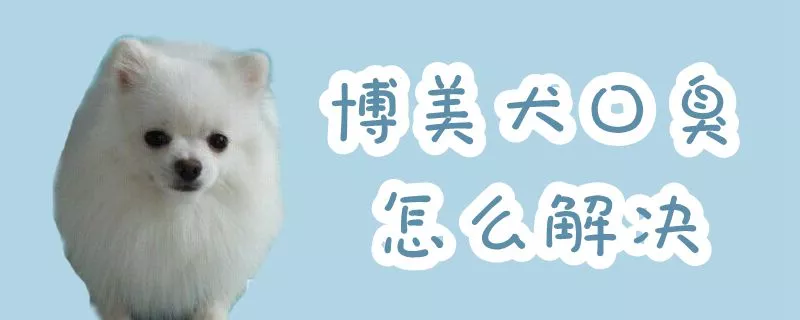 博美犬口臭怎么解决