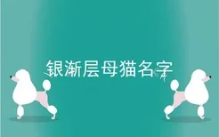 银渐层母猫名字