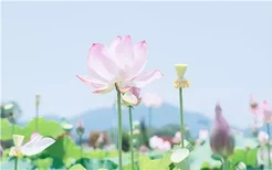 菊花是什么意思