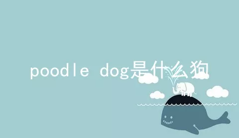 poodle dog是什么狗