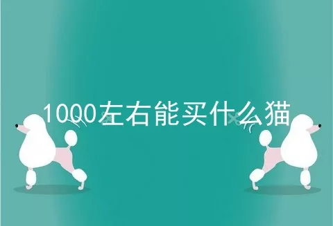 1000左右能买什么猫