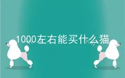 1000左右能买什么猫