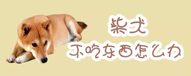 柴犬不吃东西怎么办