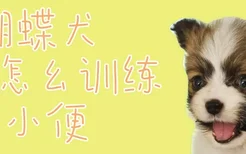 蝴蝶犬怎幺训练大小便