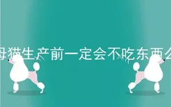 母猫生产前一定会不吃东西么