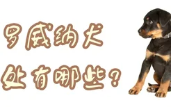 养罗威纳犬的坏处有哪些