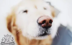 狗狗肥胖的危害 不要再喂那么多食物了！