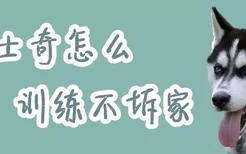 哈士奇怎么训练不拆家