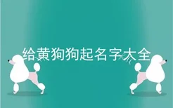 给黄狗狗起名字大全