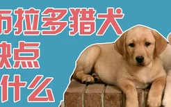 拉布拉多猎犬的缺点是什么