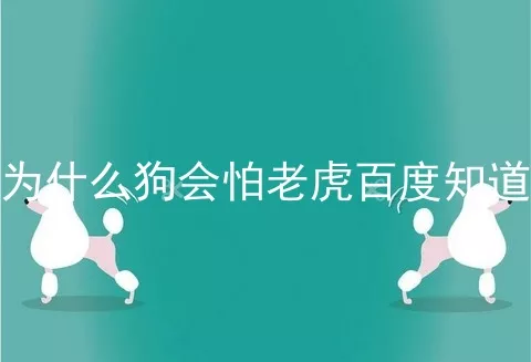 为什么狗会怕老虎百度知道