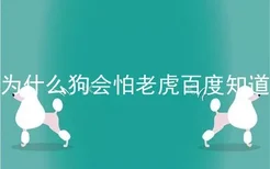 为什么狗会怕老虎百度知道