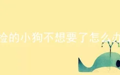 捡的小狗不想要了怎么办