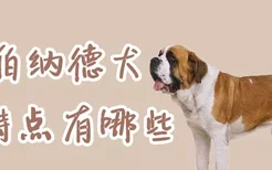 圣伯纳德犬的特点有哪些