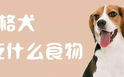 比格犬吃什么食物