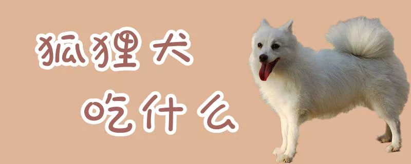 狐狸犬吃什么