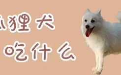 狐狸犬吃什么