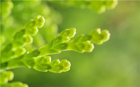 家里种桂花树风水好吗