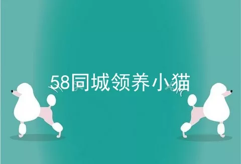 58同城领养小猫