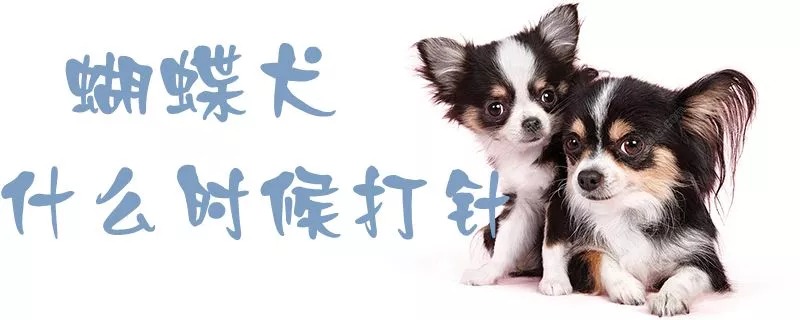 蝴蝶犬什么时候打针1