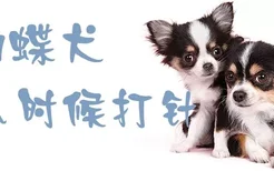 蝴蝶犬什么时候打针