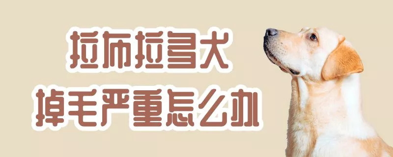 拉布拉多犬掉毛严重怎么办