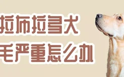 拉布拉多犬掉毛严重怎么办