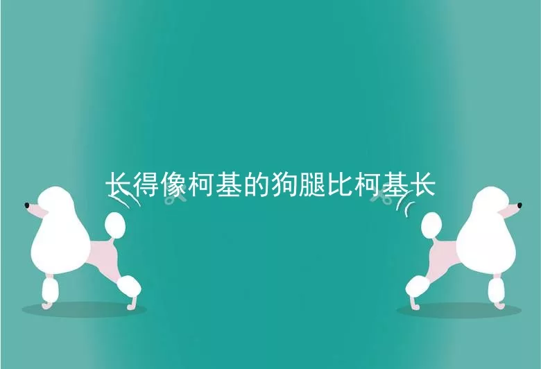 长得像柯基的狗腿比柯基长