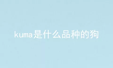 kuma是什么品种的狗