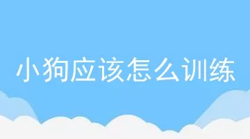 小狗应该怎么训练