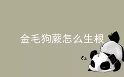 金毛狗蕨怎么生根