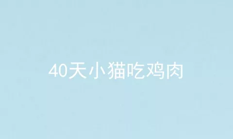 40天小猫吃鸡肉