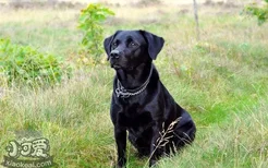 拉布拉多吃什么长得好 拉布拉多犬饮食推荐