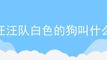 汪汪队白色的狗叫什么