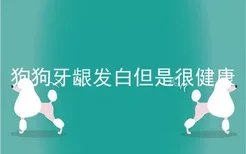 狗狗牙龈发白但是很健康