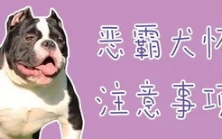 恶霸犬怀孕注意事项